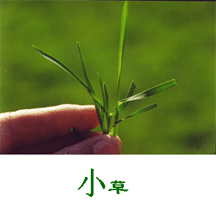 小草