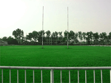运动场草坪