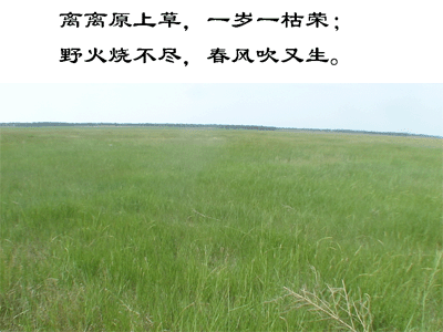 (白居易:《赋得古原草送别》)